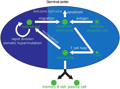 Frontiers | A Probabilistic Model Of The Germinal Center Reaction